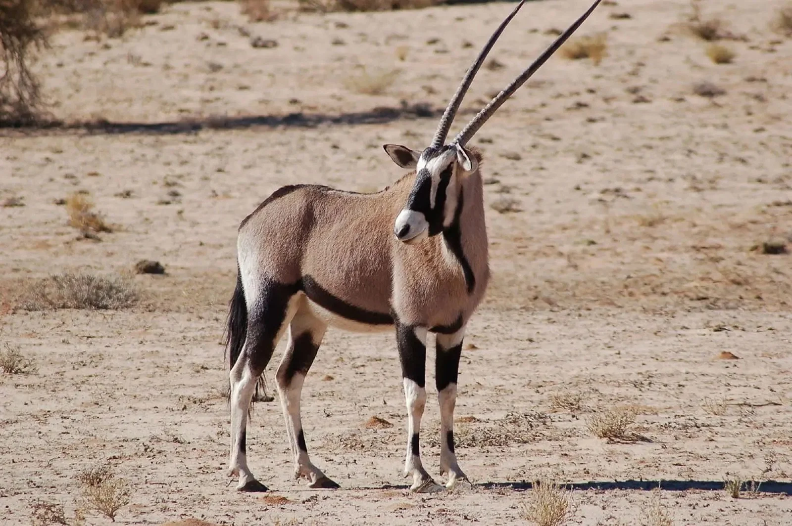 Gemsbok