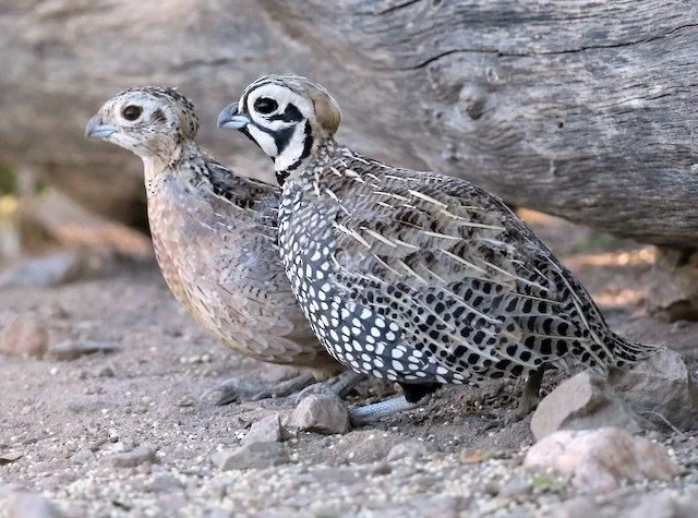 Quail