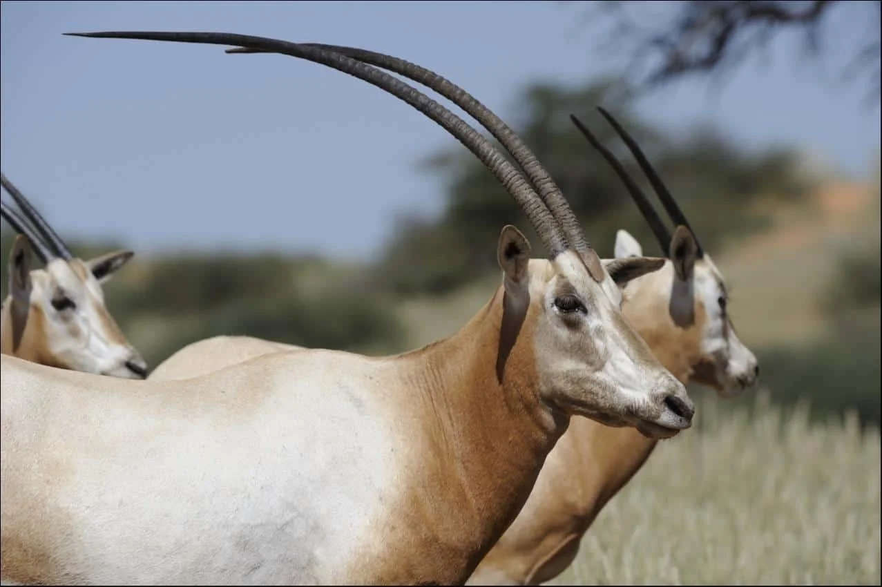 Simitar Oryx