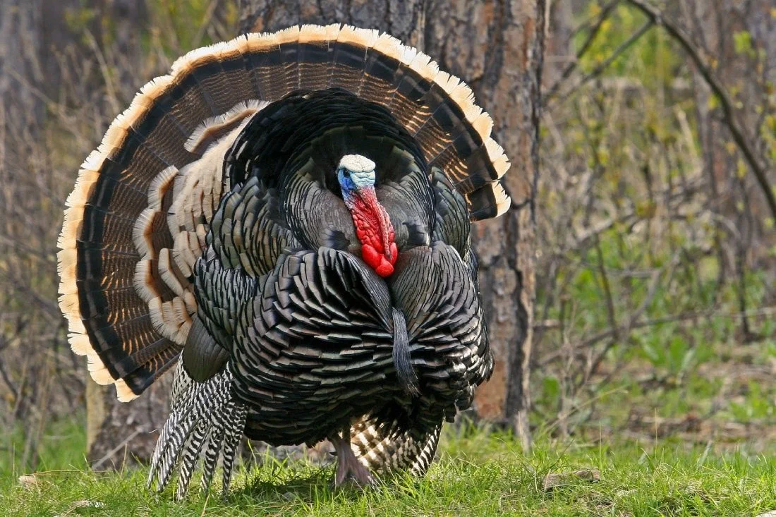 Rio Grande Turkey