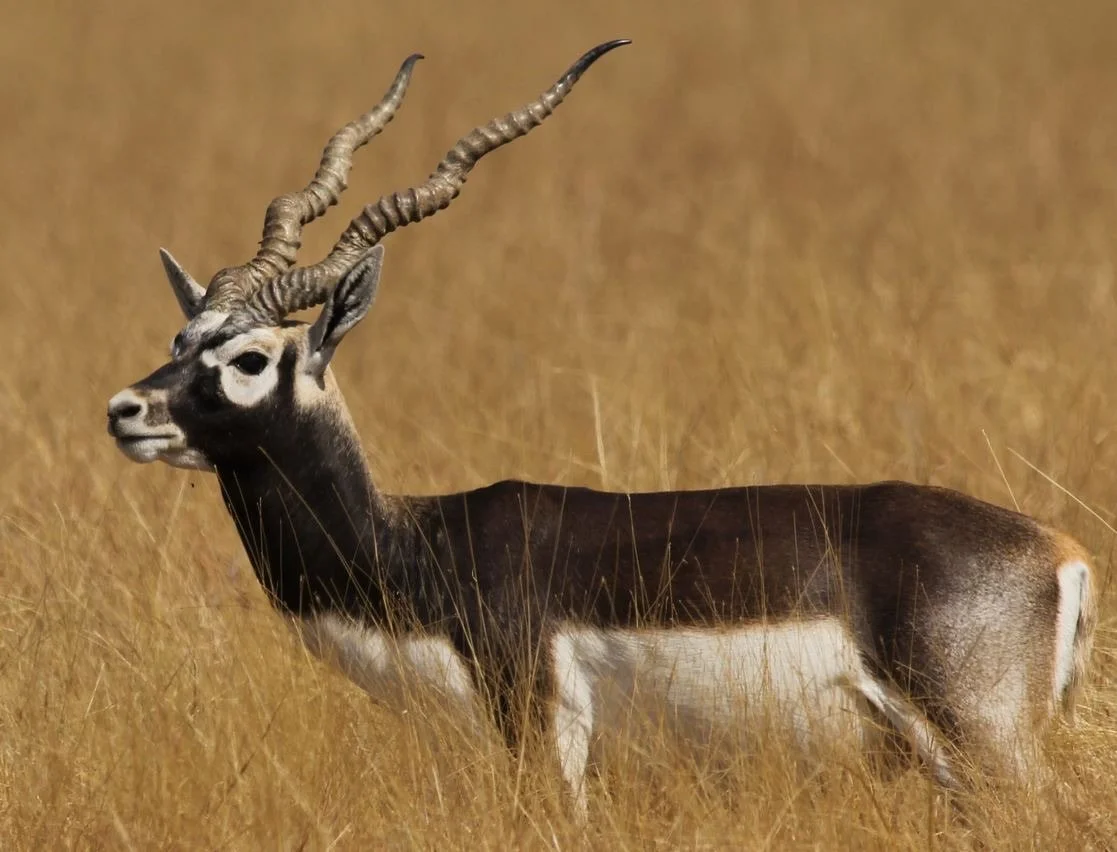 Black Buck