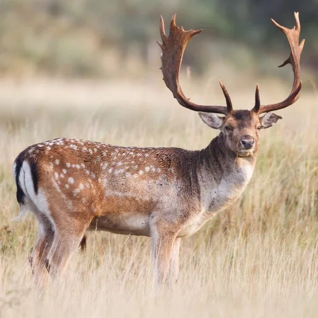 Fallow