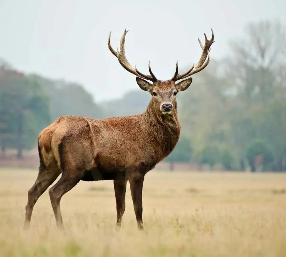 Red Stag