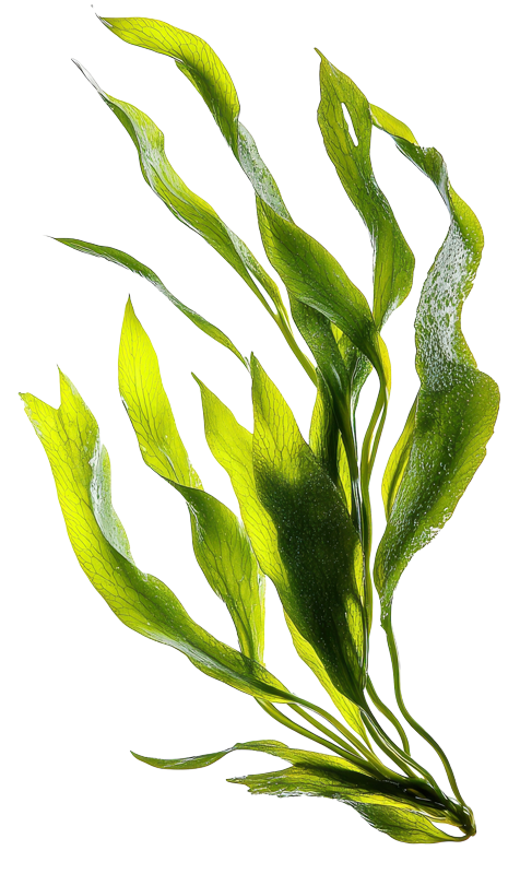 Green Seaweed