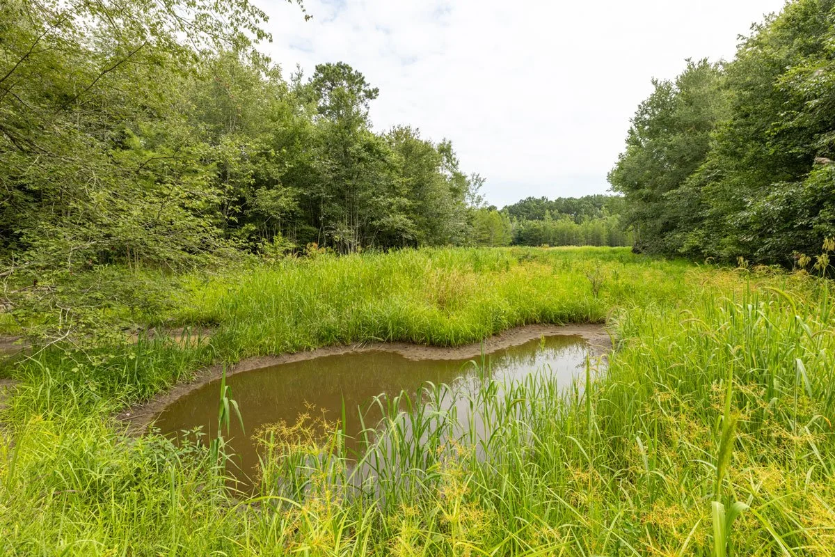 forest-management-georgia-lee-county_72dpi-2.jpg