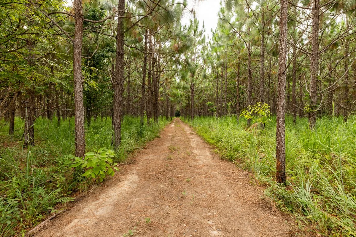 forest-management-georgia-lee-county_72dpi-8.jpg