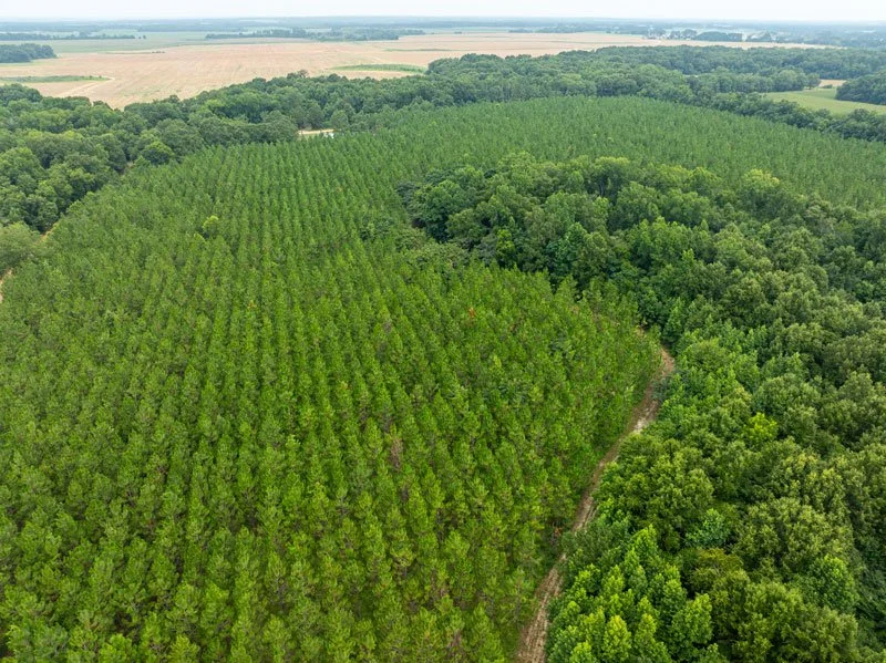 forest-management-georgia-lee-county_72dpi.jpg