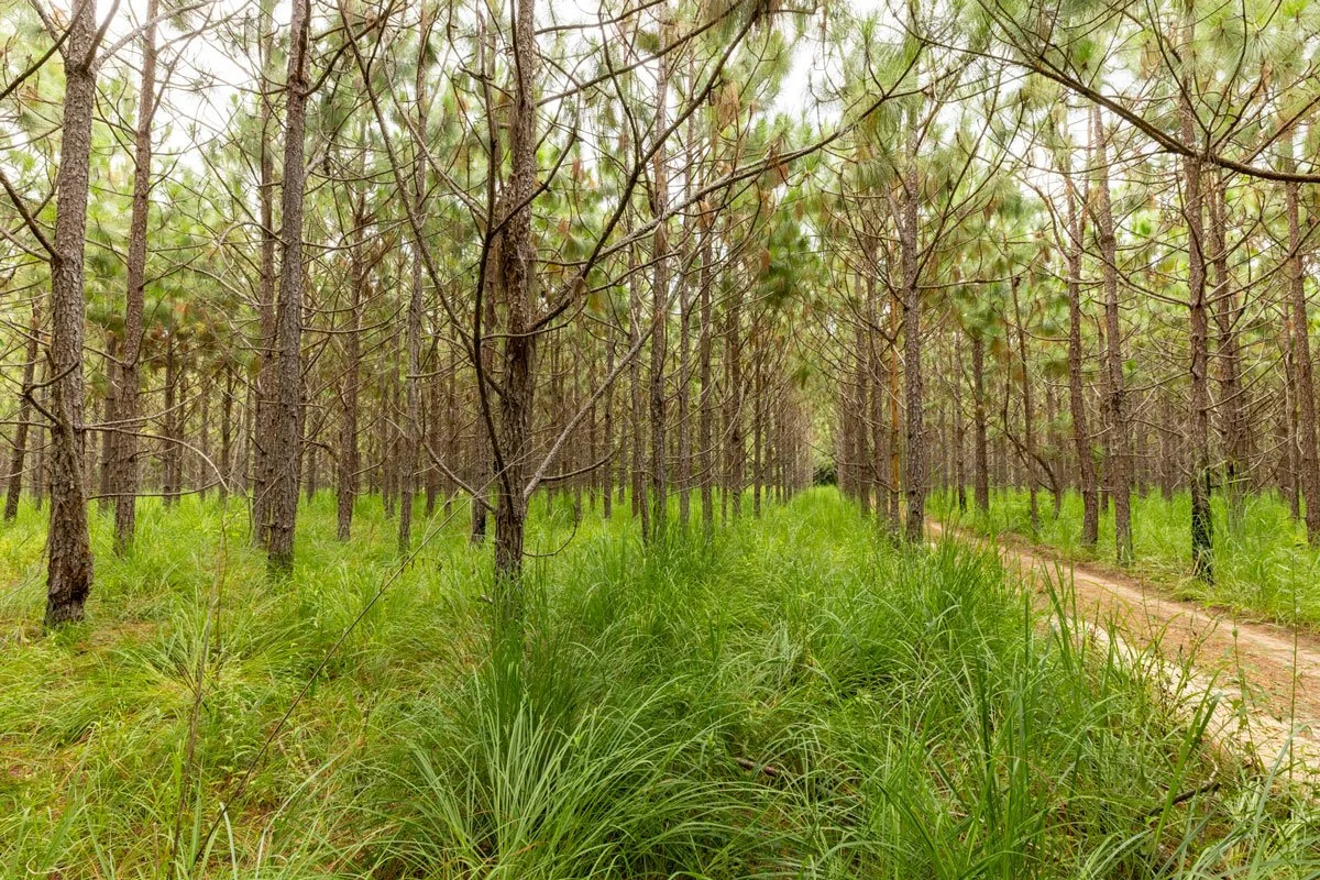 land-for-sale-georgia-lee-county_72dpi-5.jpg