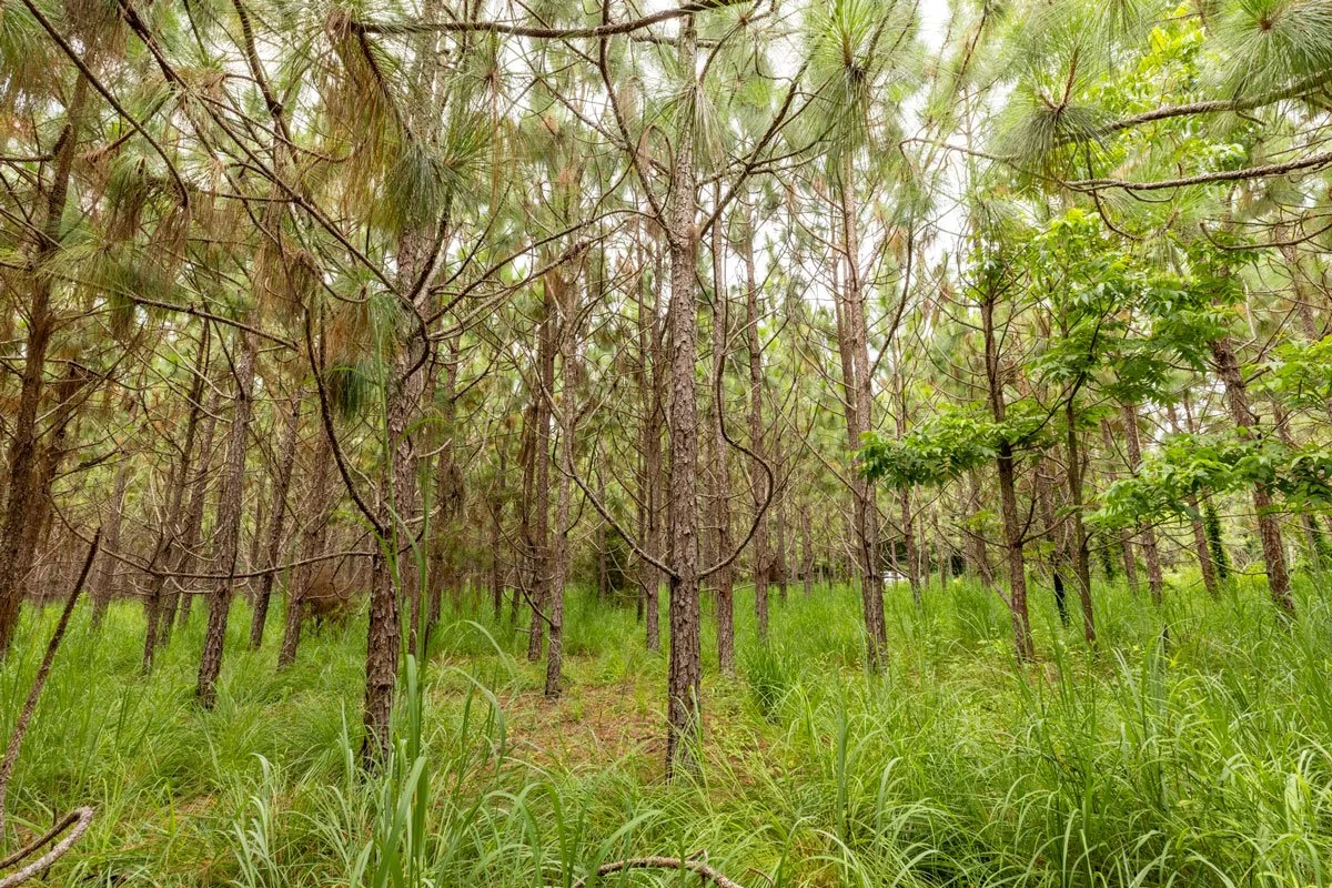 land-for-sale-georgia-lee-county_72dpi-6.jpg