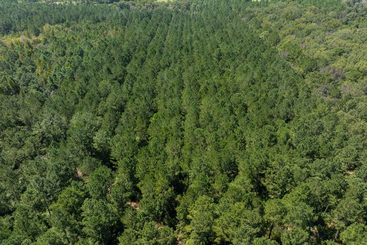 forest-management-georgia-reeves-county_72dpi-1.jpg