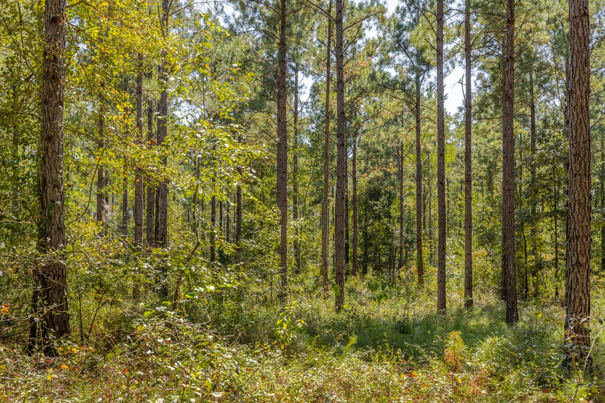 land-for-sale-georgia-reeves-county_72dpi-5.jpg