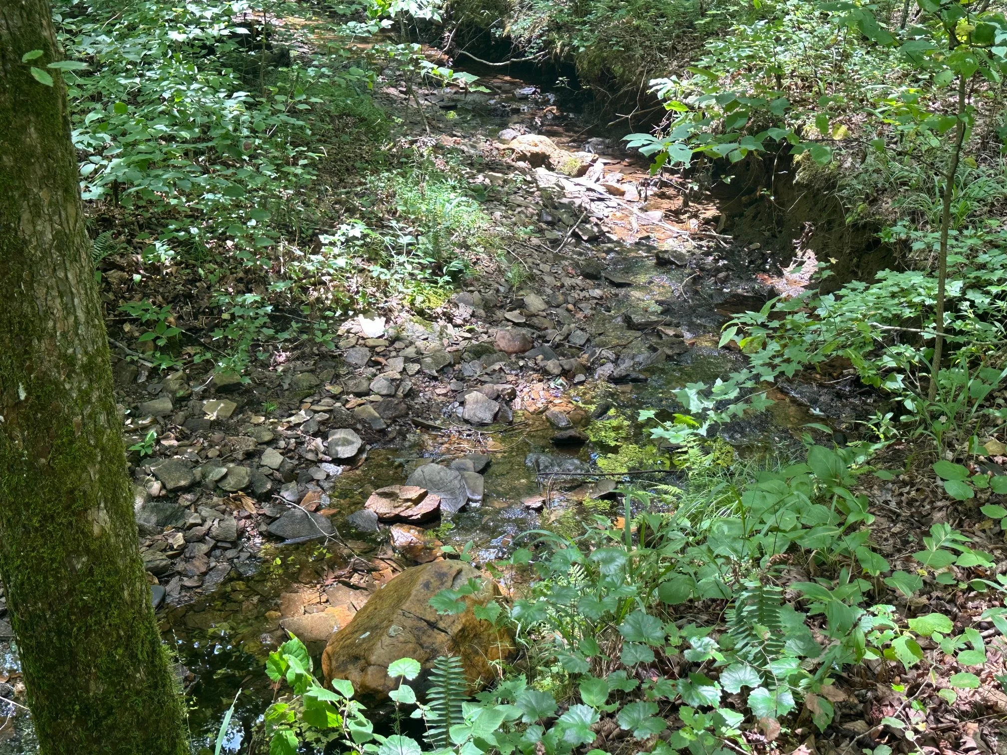IMG_2319.jpg