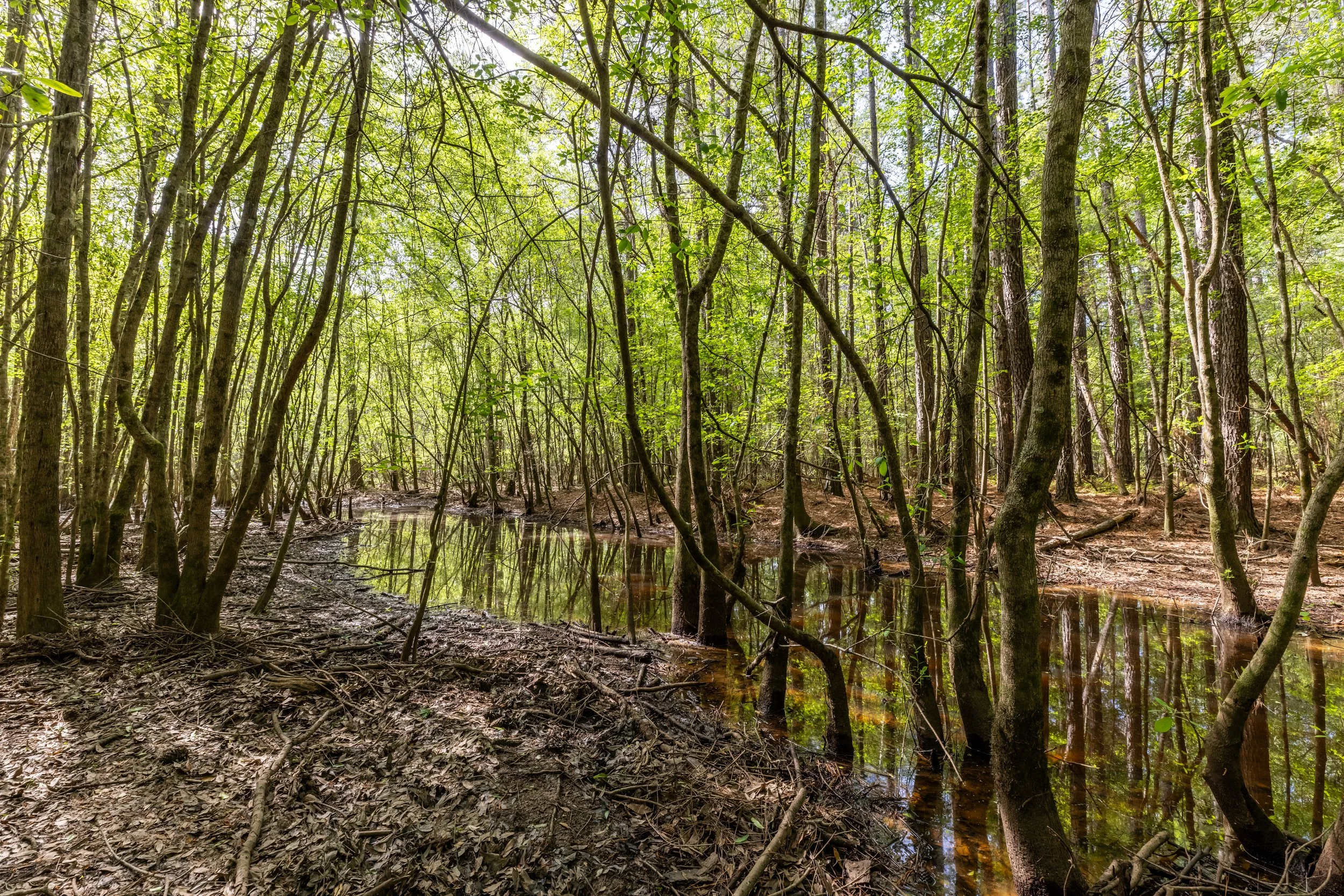 Wilcox County Tract | $2,846,400.00
