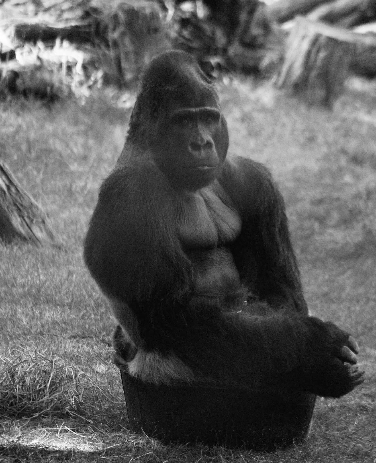 ー04/22: 「caged in」

📸 @mrgnsphotos 
Canon R6 Mark II @canonusa
Edited in @lightroom

#photography #animals #bwphoto