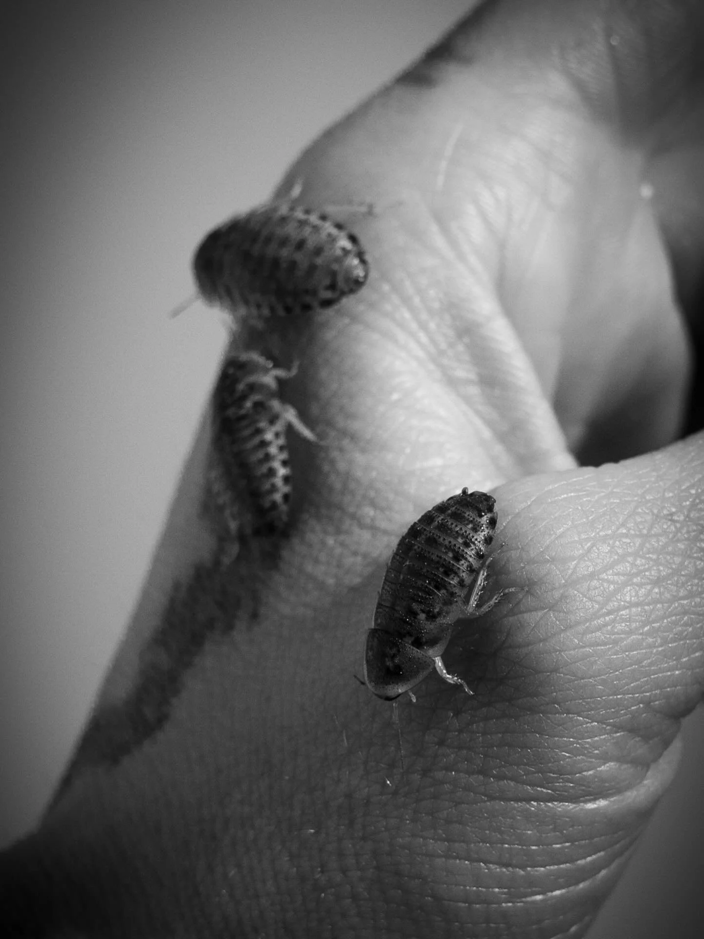 1 𝘪𝘯 5 𝘢𝘮𝘦𝘳𝘪𝘤𝘢𝘯𝘴 𝘦𝘹𝘱𝘦𝘳𝘪𝘦𝘯𝘤𝘦 𝘣𝘶𝘨 𝘪𝘯𝘧𝘦𝘴𝘵𝘢𝘵𝘪𝘰𝘯𝘴 𝘪𝘯 𝘵𝘩𝘦𝘪𝘳 𝘩𝘰𝘮𝘦𝘴
12"x18", 2025

The Reality of Nightmares final peak. One week until the show. Come see it.

The Depot Gallery
831 Victorian Ave
Spar