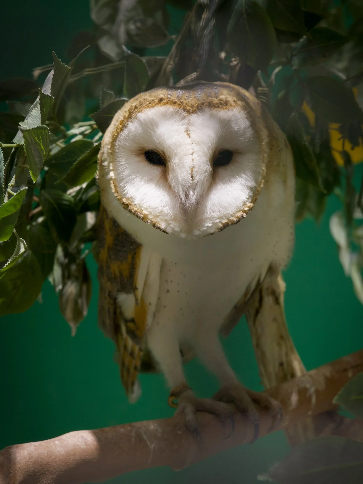ー12/10: 「owl from tokyo」 (oldie but a goodie)

📍 Tokyo / 東京

📸 @mrgnsphotos 
Canon R6 Mark II @canonusa
Edited in @lightroom

#owl #animalphotography