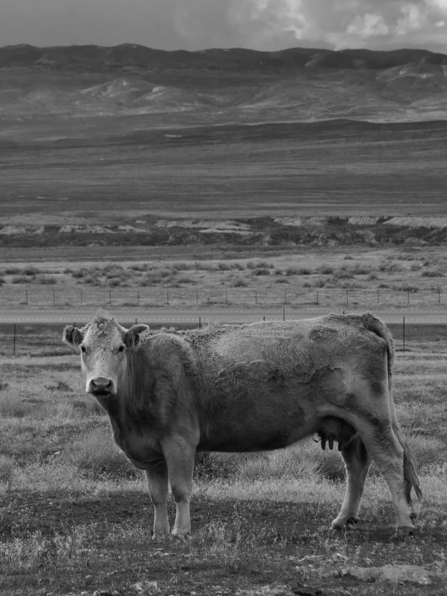 ー03/02: 🐮 (i'm not sure what i'm doing anymore) 

📸 @mrgnsphotos 
Canon R6 Mark II @canonusa
Edited in @lightroom

#tahoe #renonv #nevadaphotographer #nvphotographer
