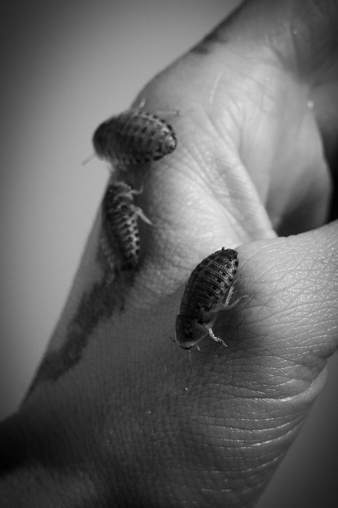 1 in 5 americans experience bug infestations in their homes