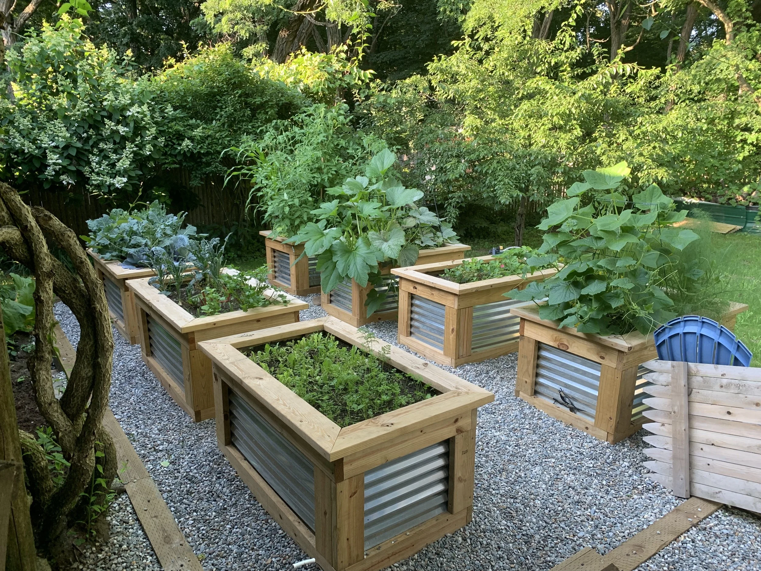 A backyard garden with several wooden raised garden beds filled with various plants and vegetables, surrounded by trees and greenery.