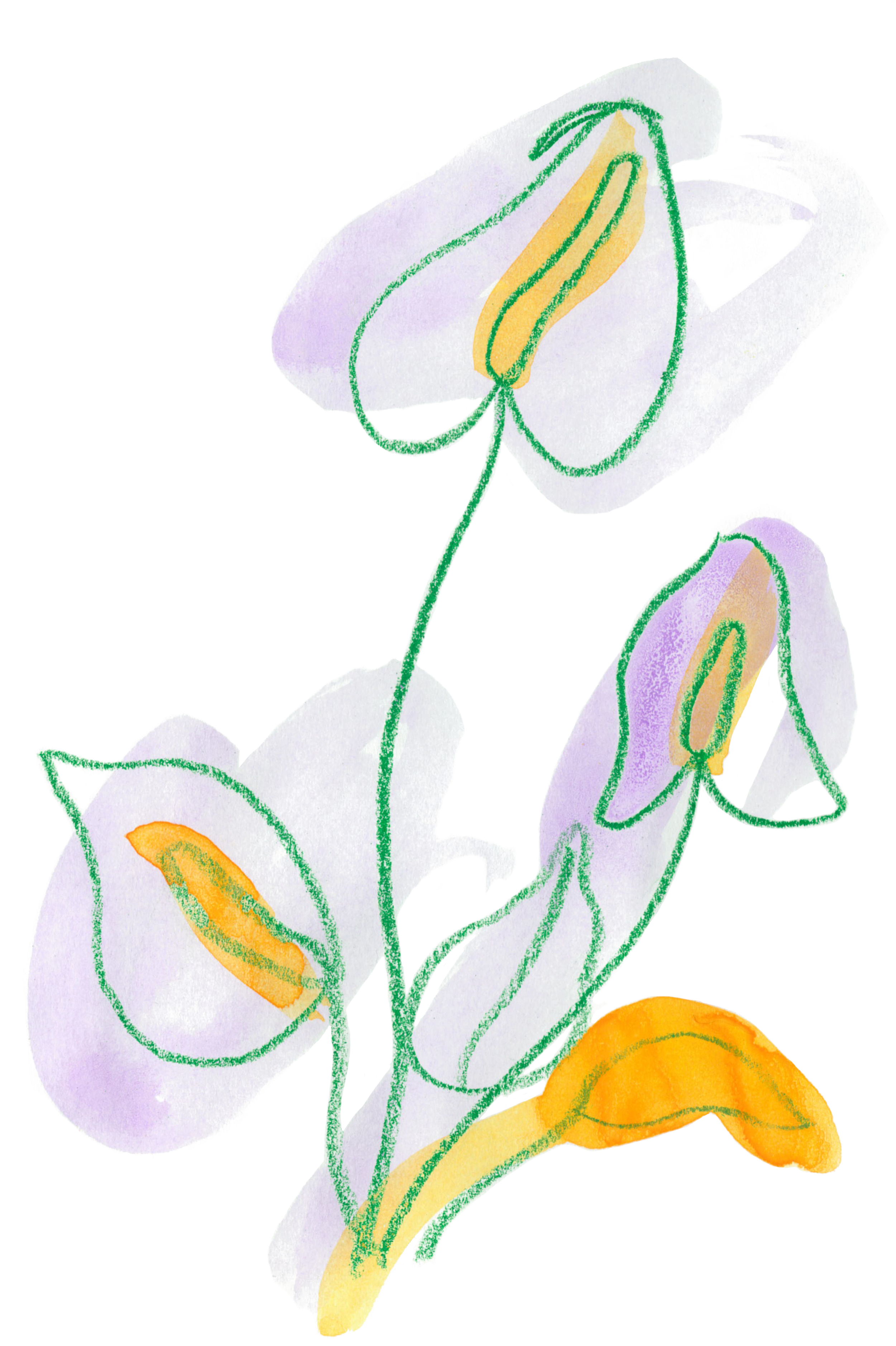 A colorful, hand-drawn illustration of a flowering plant with purple petals, orange center, and green stems.