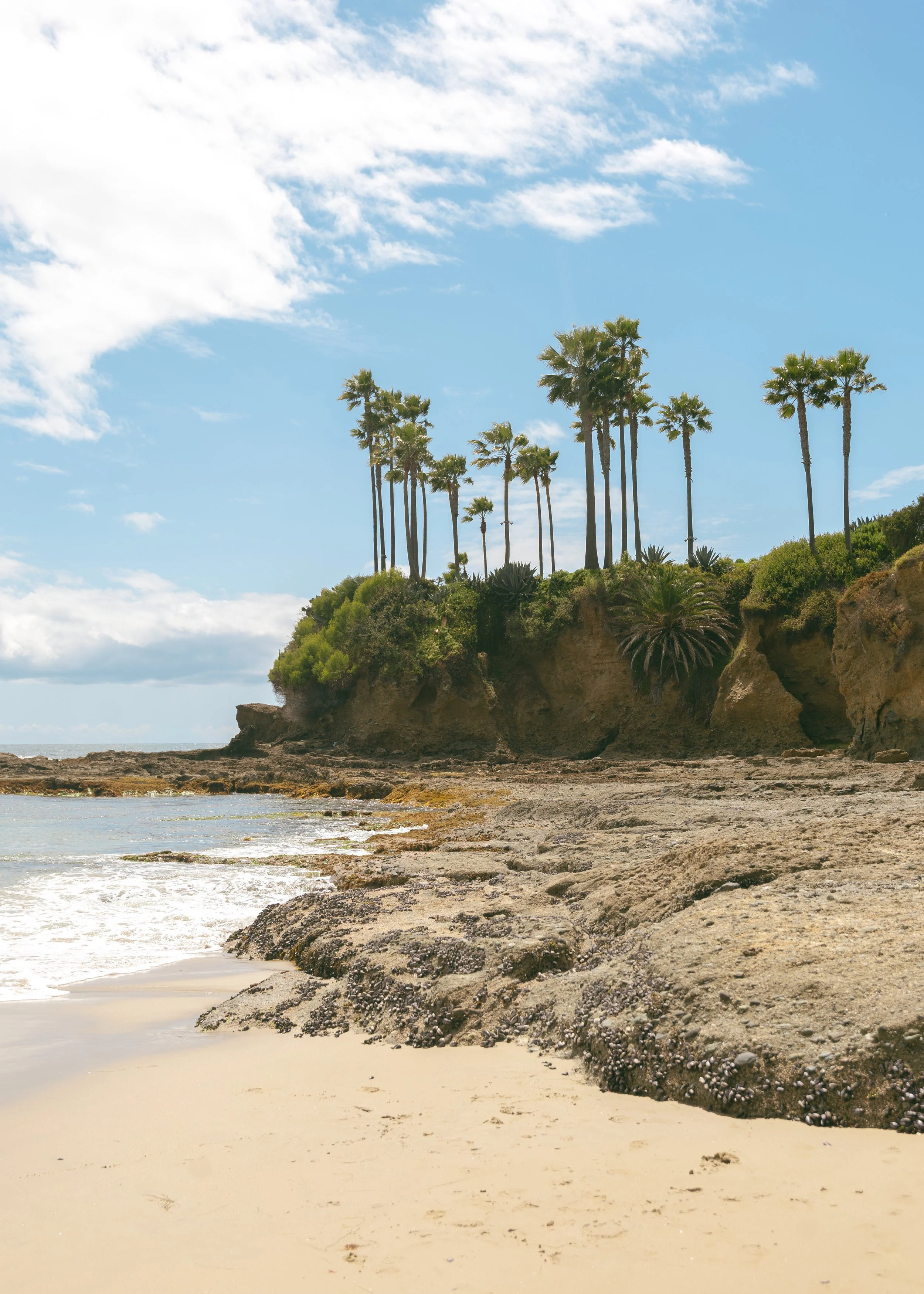 Beach scene with palm trees on a cliff.
