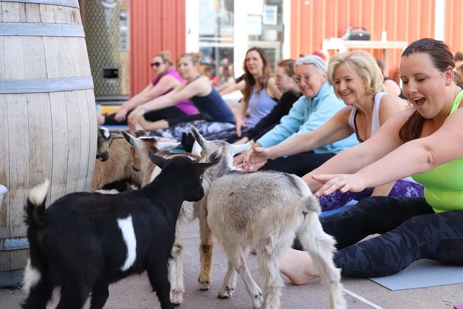 Baby Goat Yoga