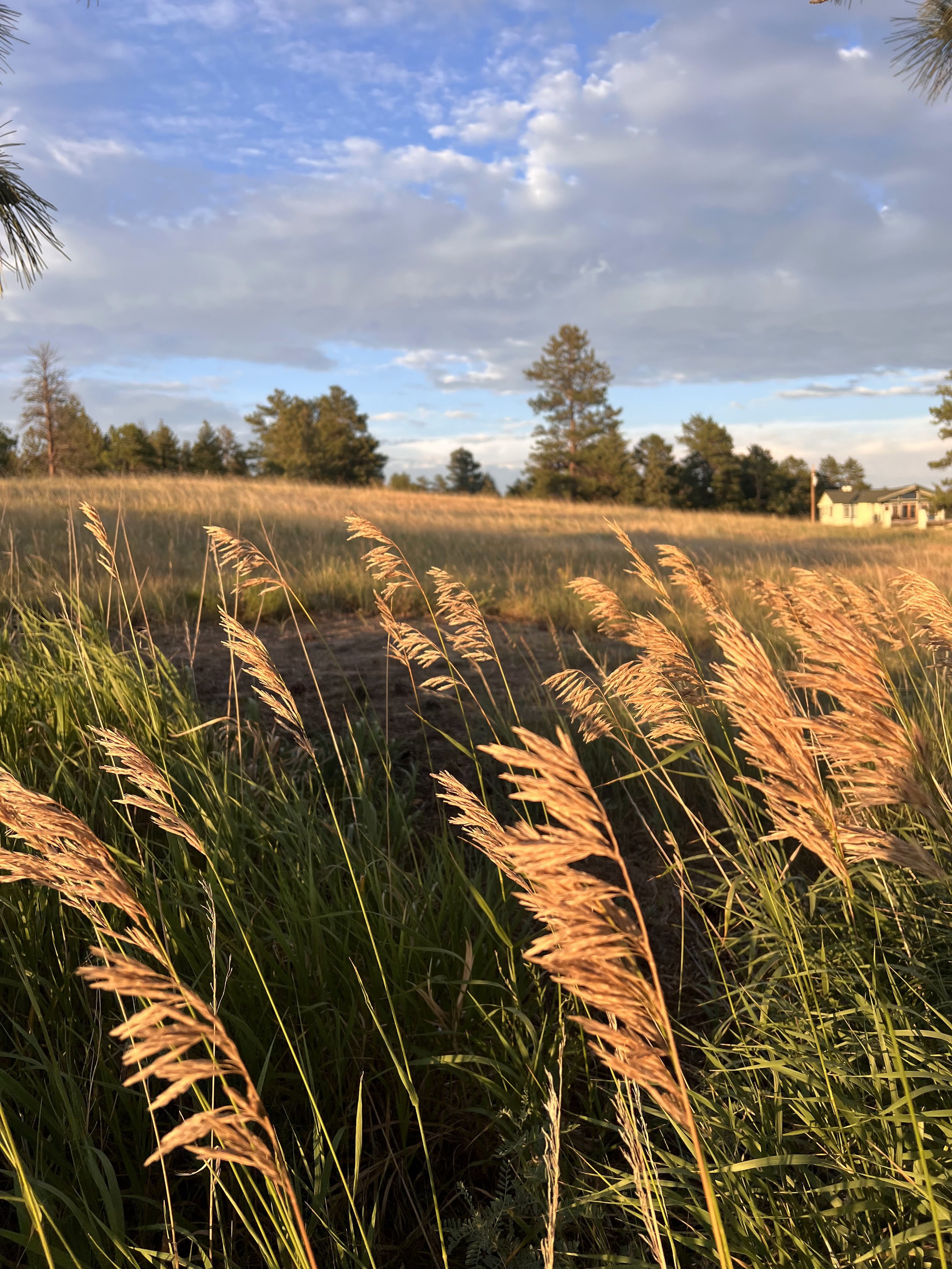 The meadow - golden hour
