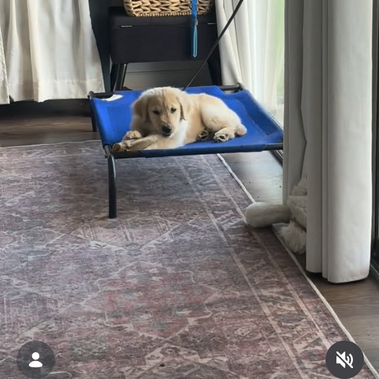 Instagram post from mycaninecoaching