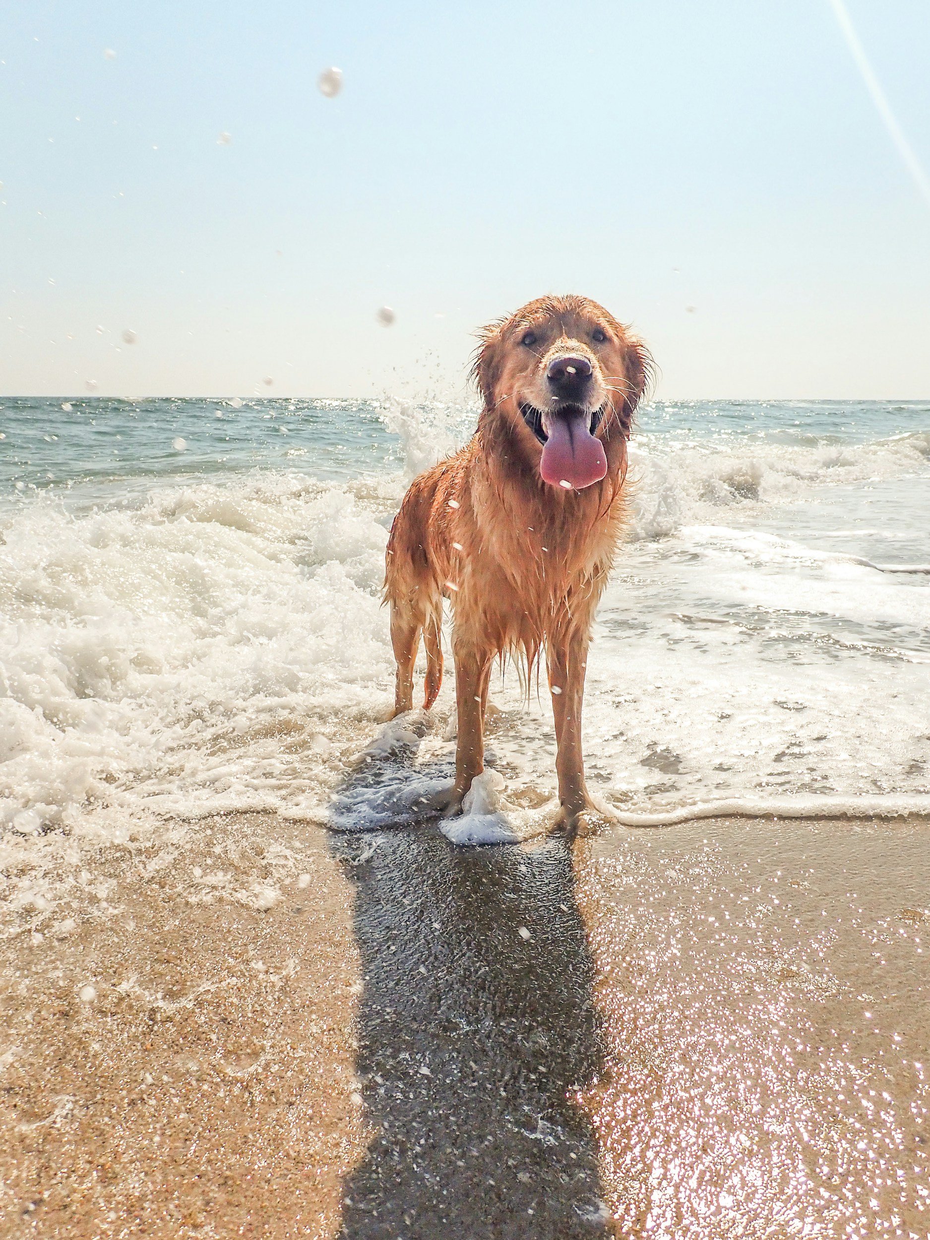 A happy golden retriever dog standing in the shallow waves at the beach with its tongue out and wet fur, during a sunny day.