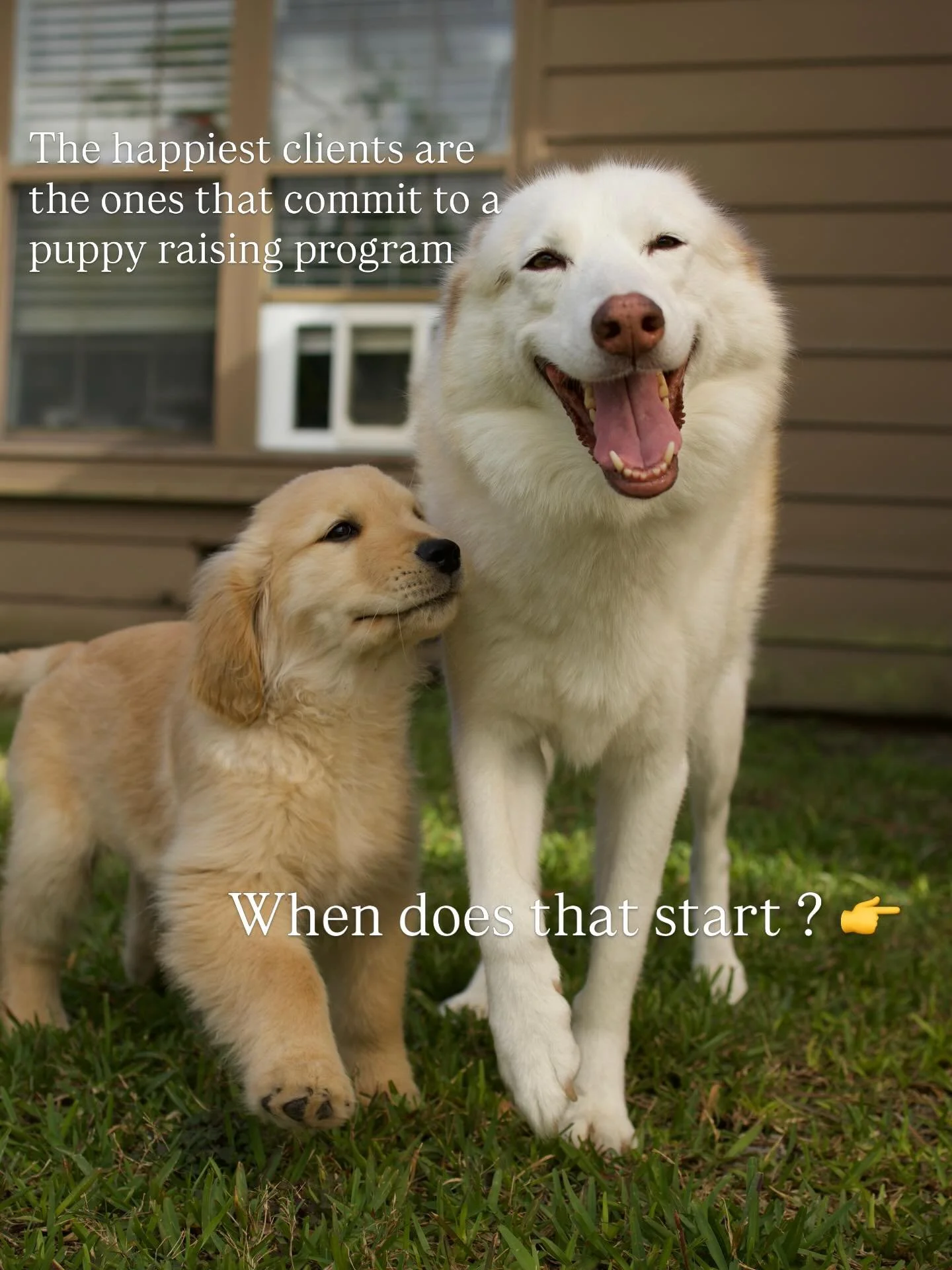 Most people think puppy training means controlling everything.

Sit. Down. Don&rsquo;t do this. Don&rsquo;t do that.

But that&rsquo;s not how you raise a great dog.

At 12 weeks old, your puppy is learning how to exist in the world &mdash; and that 