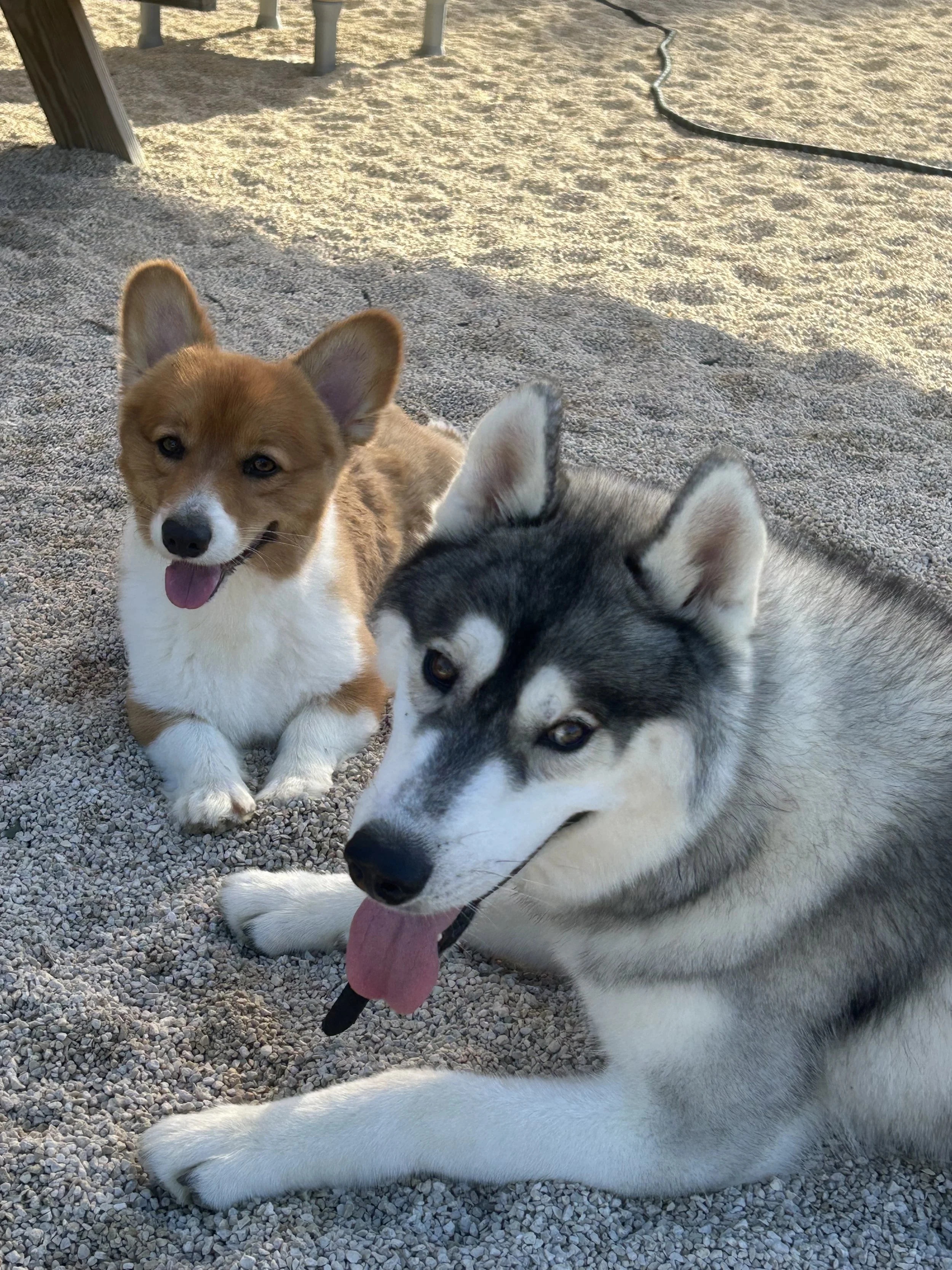 A happy brown and white corgi and a relaxed gray and white husky lying on gravel, outdoors, with sunlight in the background.