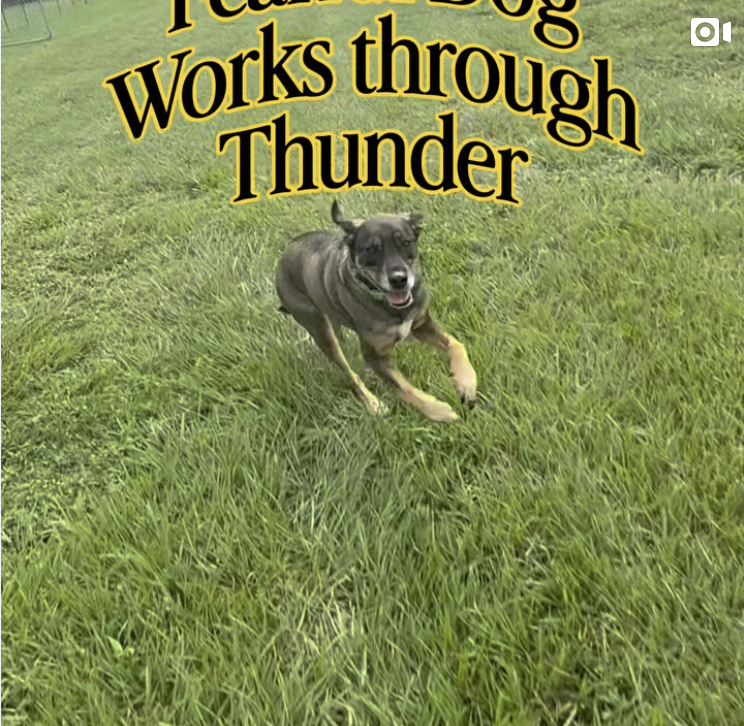 Instagram post from mycaninecoaching
