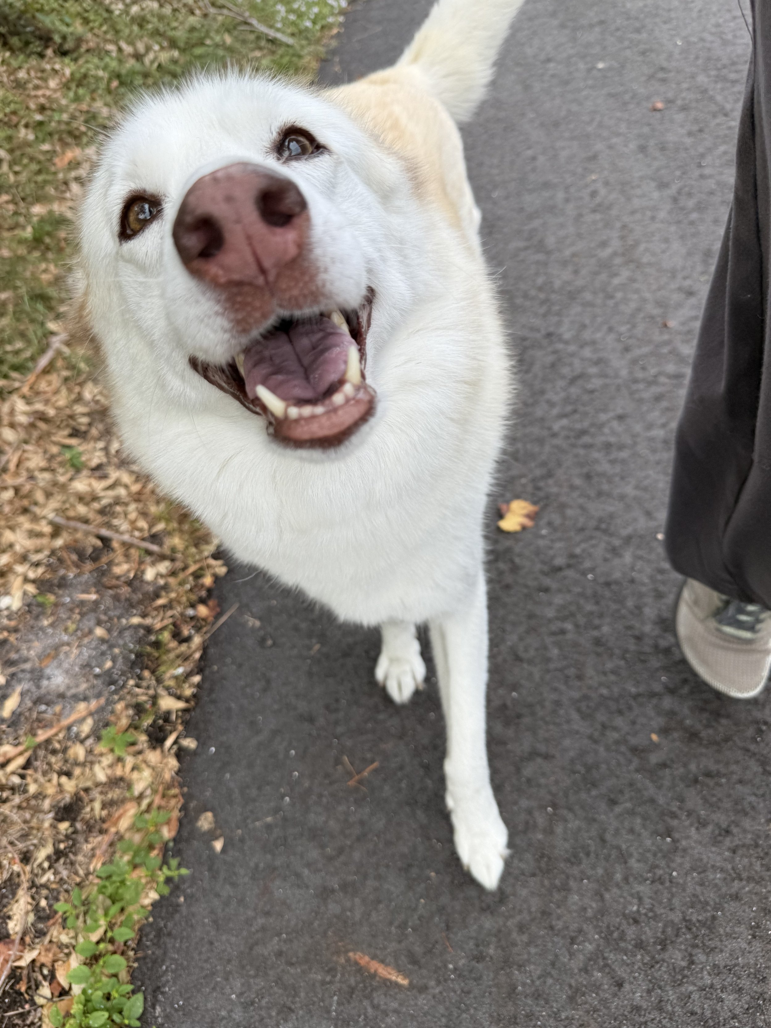 Close-up of a happy, smiling white dog with light brown patches on a walk on a paved path, with grass and fallen leaves on the side.