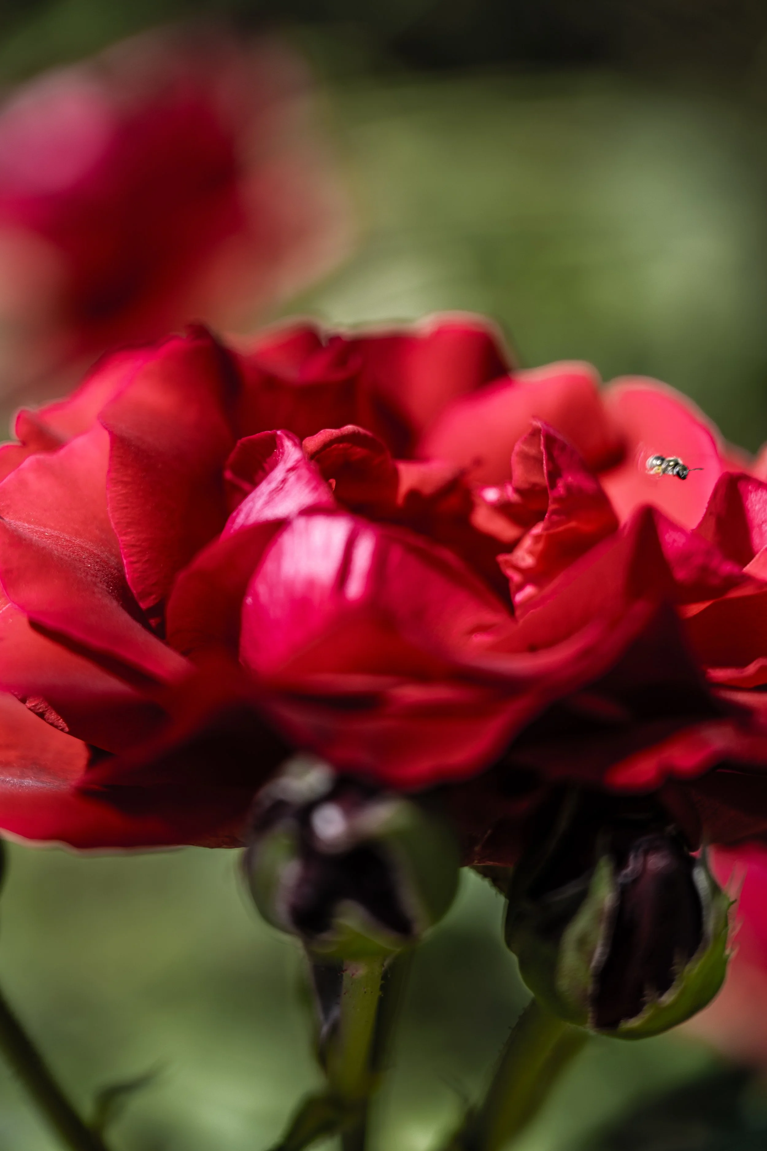 Close-up of a red rose with a tiny insect on one petal, blurred green background.