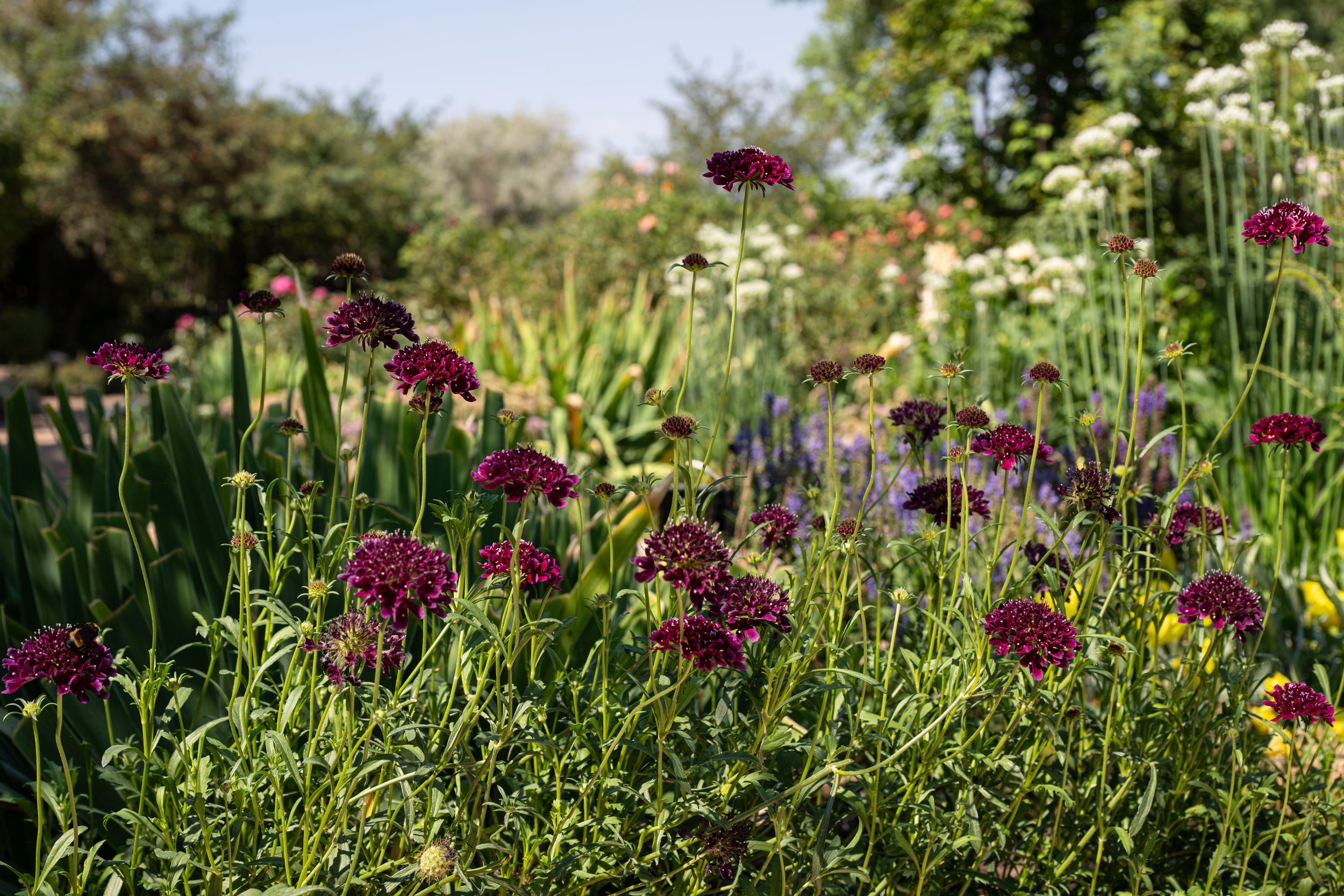 A garden scene with purple, pink, and white flowers, various green plants, and trees in the background under a bright blue sky.