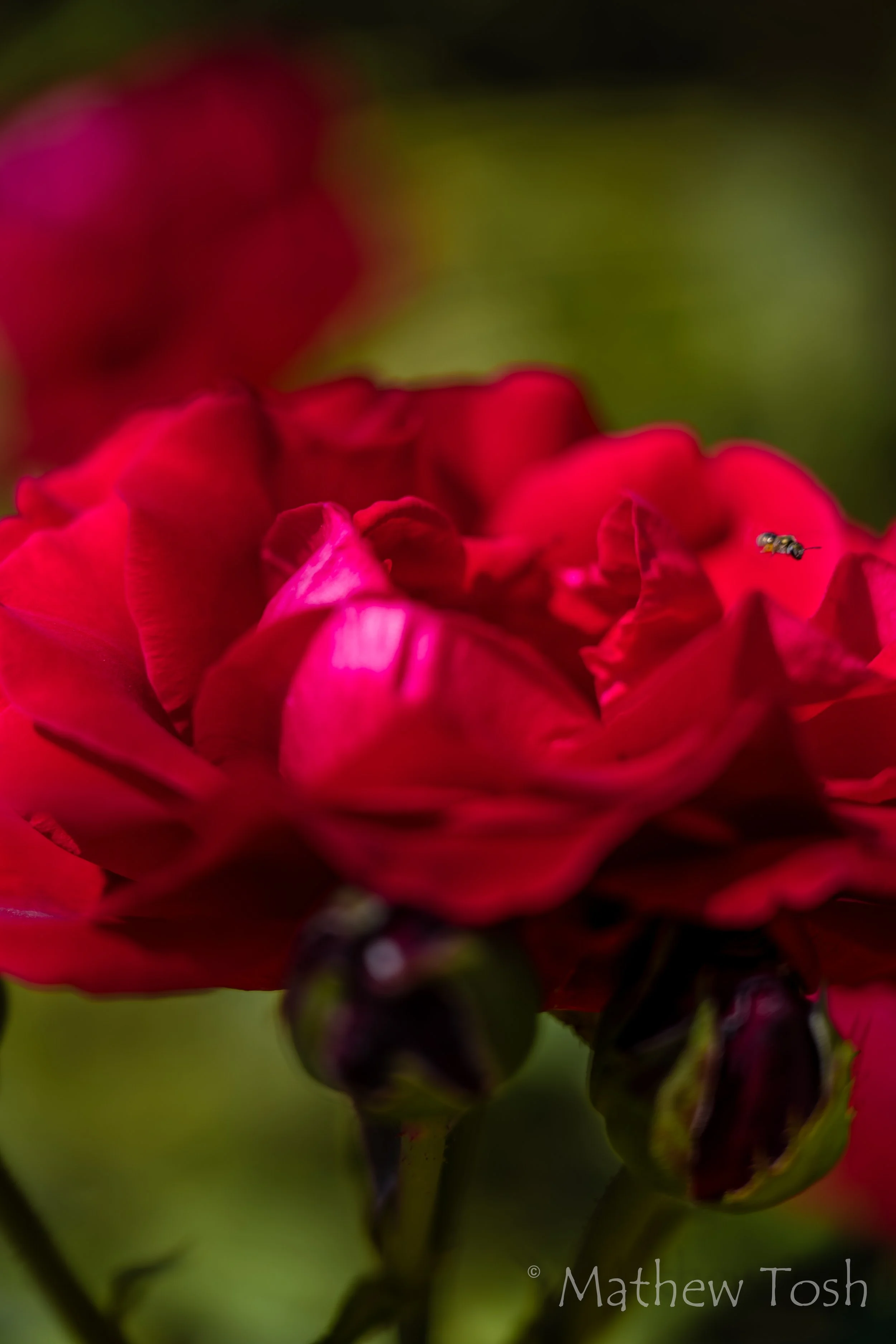 Close-up of a vibrant red rose with an insect flying nearby against a blurred green background.