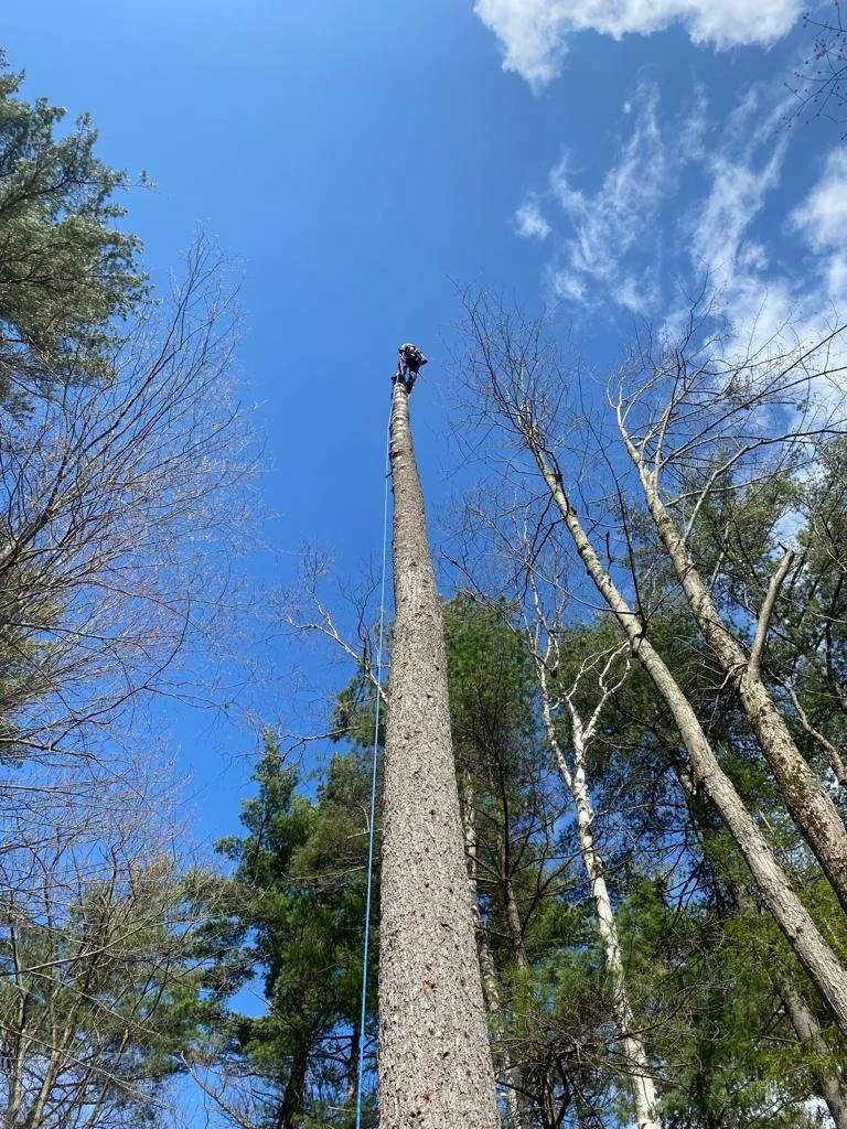 Tree being cut down with a person working at the top, surrounded by other trees and a blue sky with some clouds.