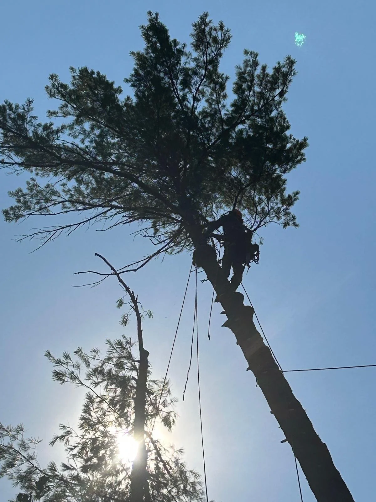Tree being cut down with a person working at the top, surrounded by other trees and a blue sky with some clouds.