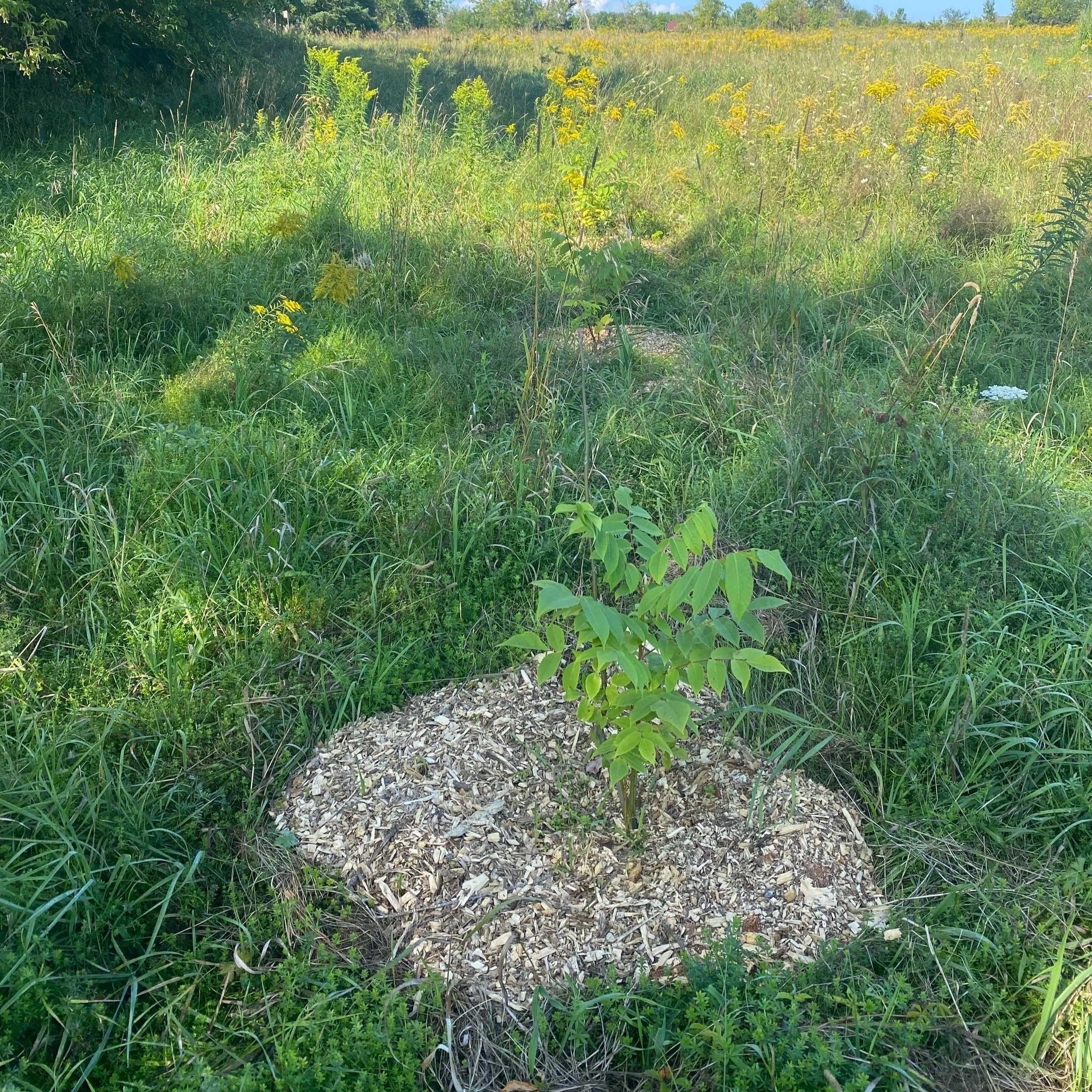 Tree Planting and restoration planting in farm field