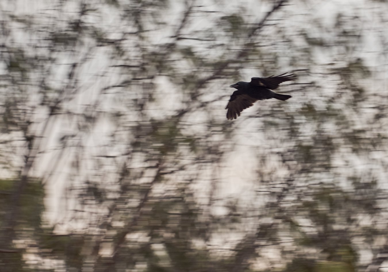 Raven-14.jpg