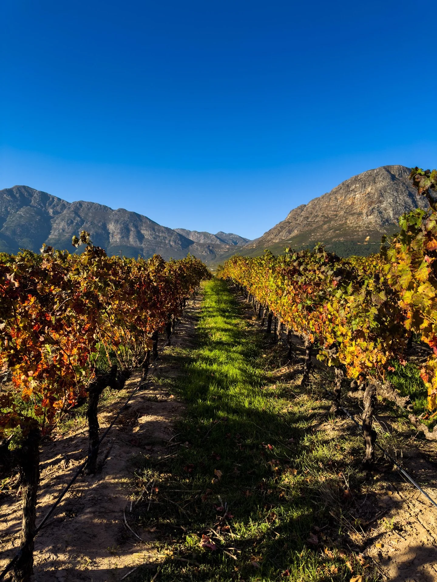 Wrapped up a wine-tasting day around Stellenbosch and Franschhoek, ending here at La Bri.

Looking out across the vineyard toward the mountains, the late-afternoon light made the whole valley glow softly.

I enjoyed the South African wines &mdash; bu
