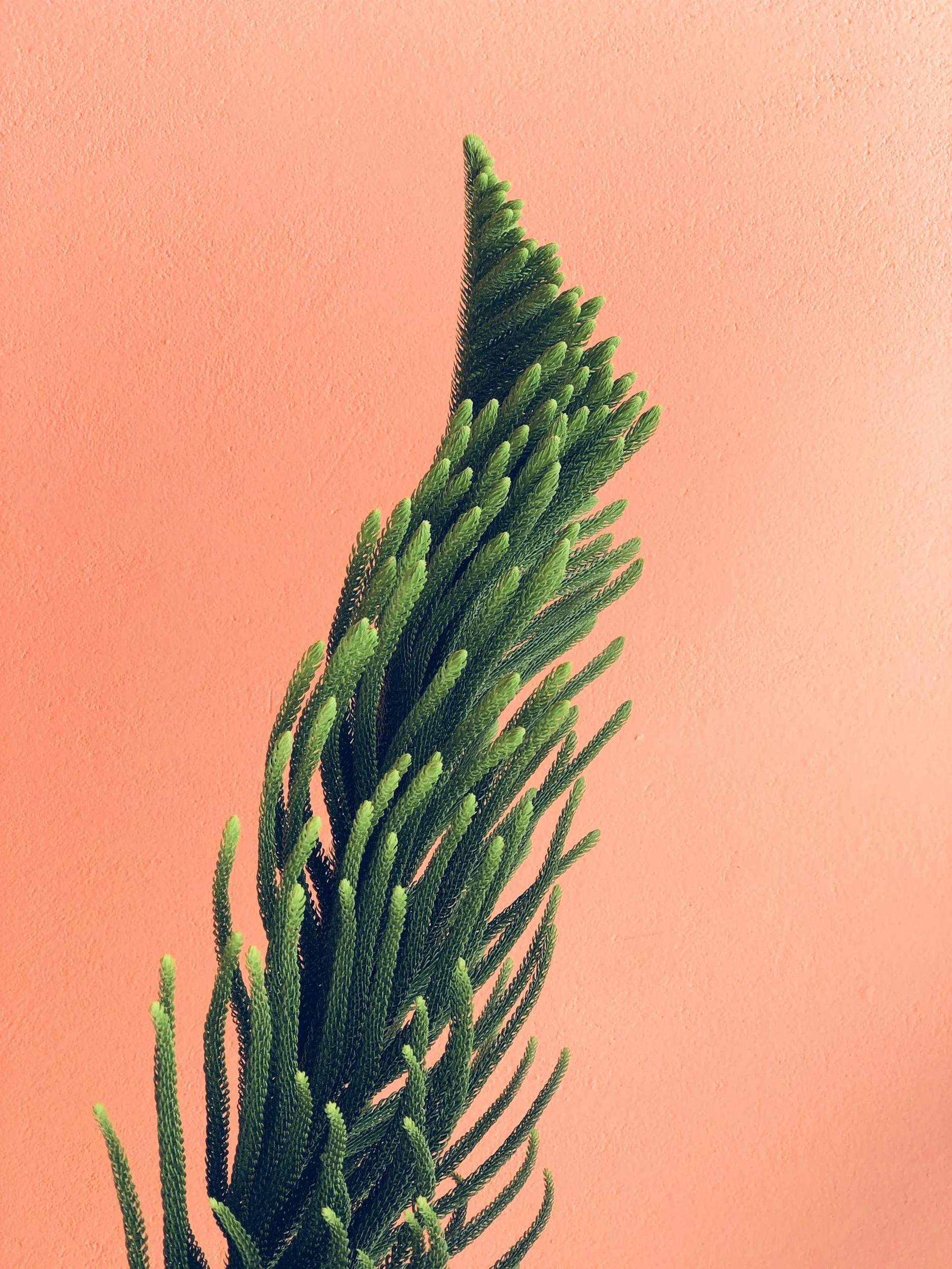 A close-up of a green pine tree branch with a plain pink background.