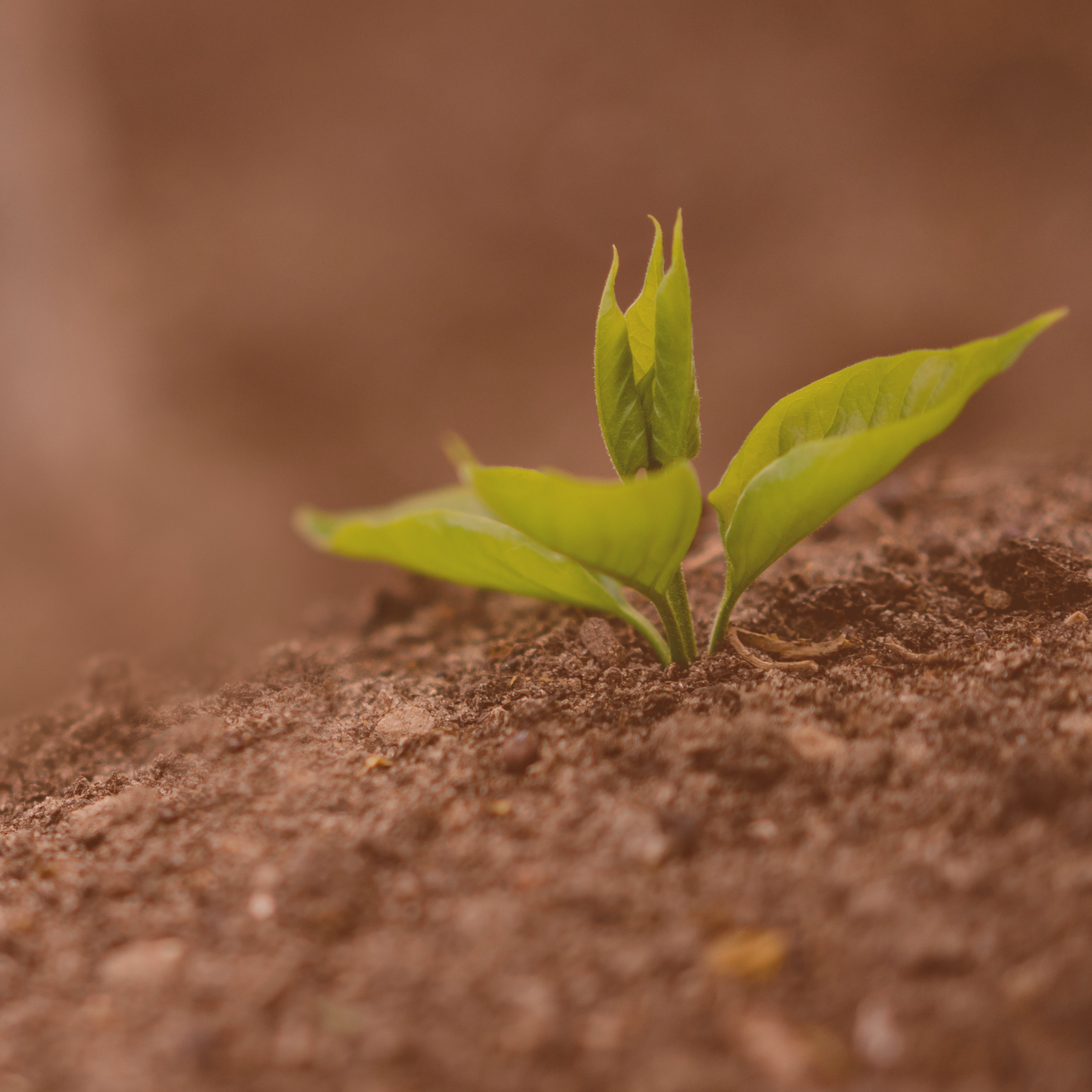 Close-up of a small green sprout emerging from brown soil.