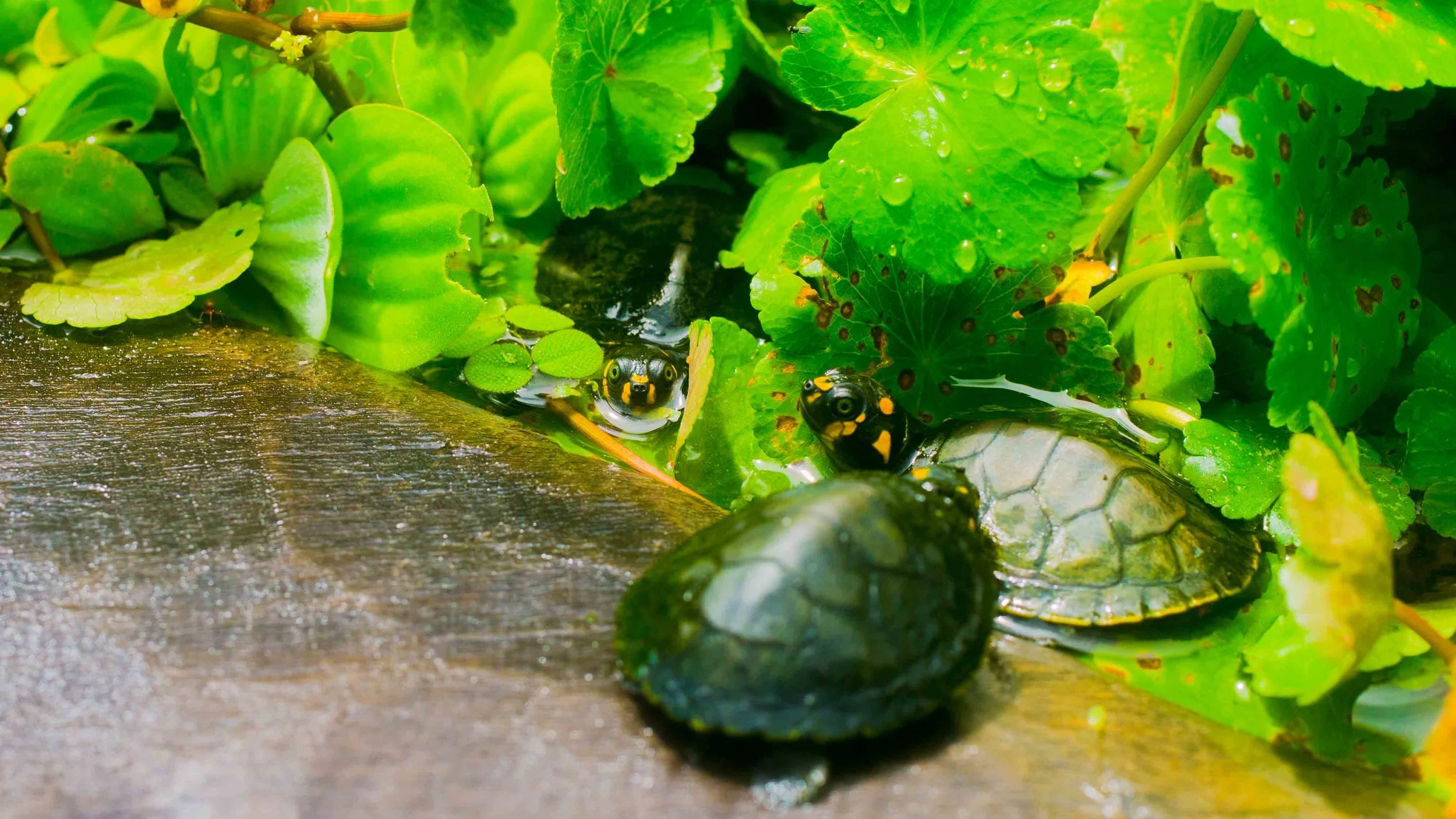 Tapiche-Amazon-Jungle-Tour-Peru-Baby-Taricaya-Turtle-Rescue.jpg