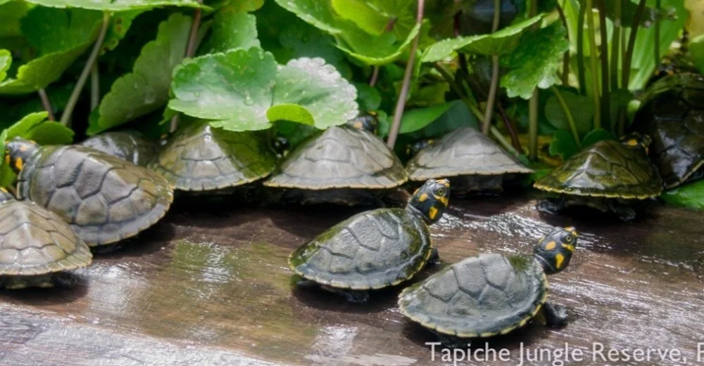 Announcing a GoFundMe to support our Turtle Rescue, created by our friend Louisa Wang!