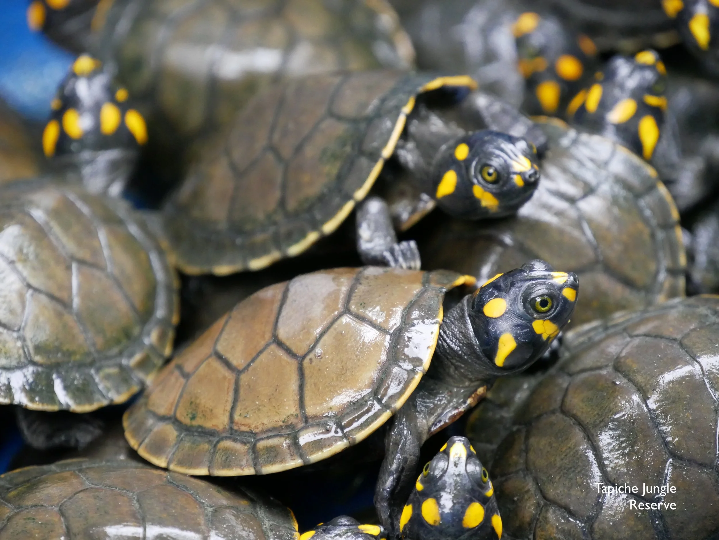 2021 Tapiche Turtle Hero Update