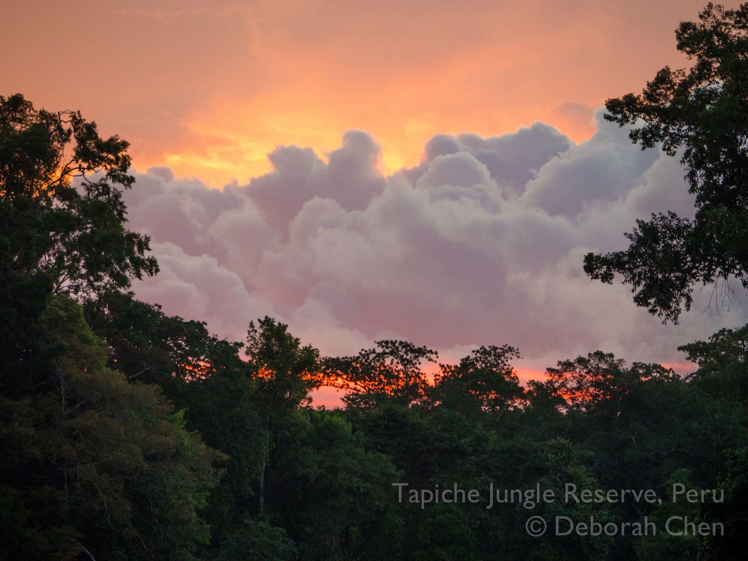Happy New Year from Tapiche Reserve