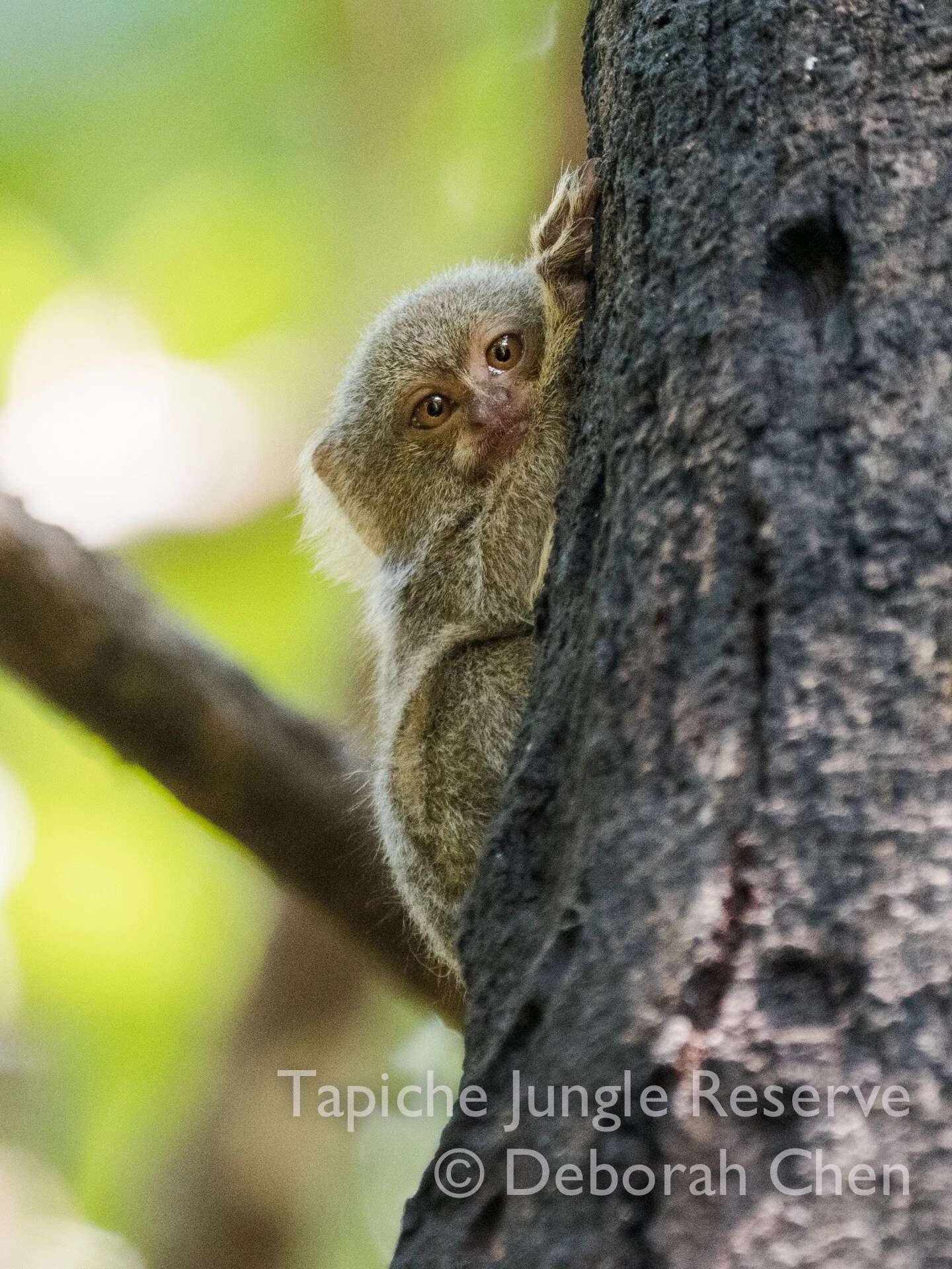 Is everyone hanging in there? Tapiche's COVID statement