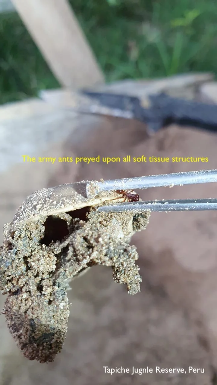 turtle carcass tweezers.jpeg