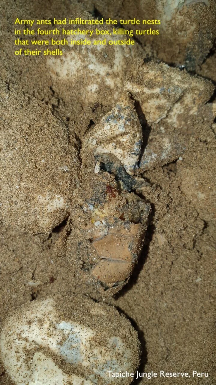 Tapiche's First Scientific Paper Published!